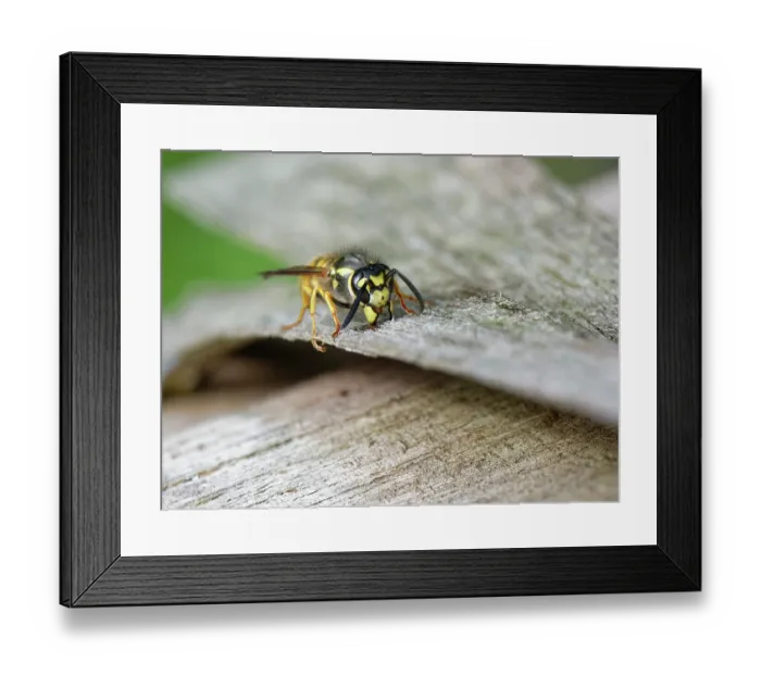 Framed Print : German wasp (Vespula germanica) worker scraping wood for its nest from the wooden roof of an insect hotel, Wiltshire garden, UK. July Framed Print : German wasp (Vespula germanica) worker scraping wood for its nest from the wooden roof of an insect hotel, Wiltshire garden, UK. July