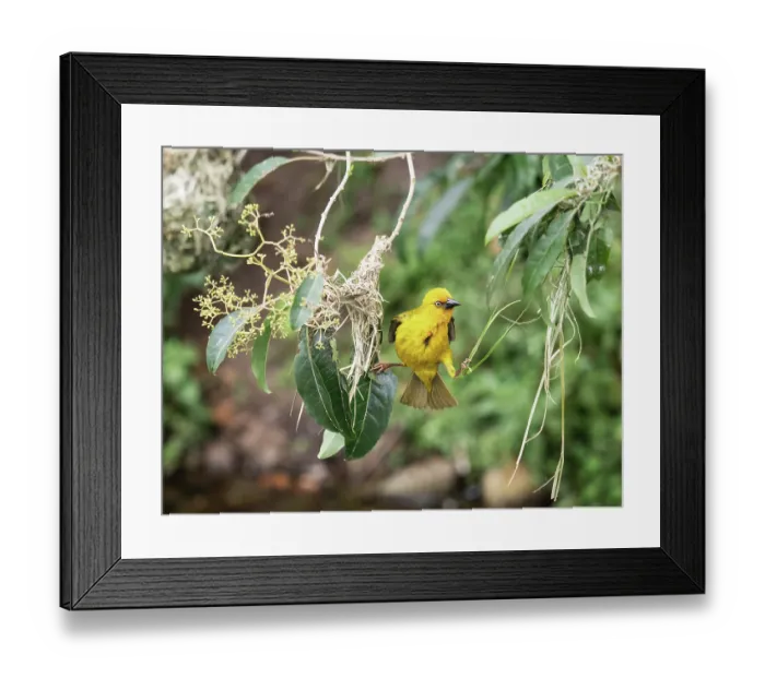 Framed Print : Cape weaver (Ploceus capensis) male balancing between the two edges of the rudimentary beginnings of its nest, Breeda Trading Post, Malgas, Cape Province, South Africa Framed Print : Cape weaver (Ploceus capensis) male balancing between the two edges of the rudimentary beginnings of its nest, Breeda Trading Post, Malgas, Cape Province, South Africa