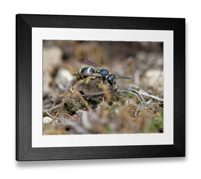 Framed Print : Mason wasp / Potter wasp (Ancistrocerus sp.) collecting a ball of mud in its jaws to seal up its nest in an insect hotel, Wiltshire garden, UK. July Framed Print : Mason wasp / Potter wasp (Ancistrocerus sp.) collecting a ball of mud in its jaws to seal up its nest in an insect hotel, Wiltshire garden, UK. July