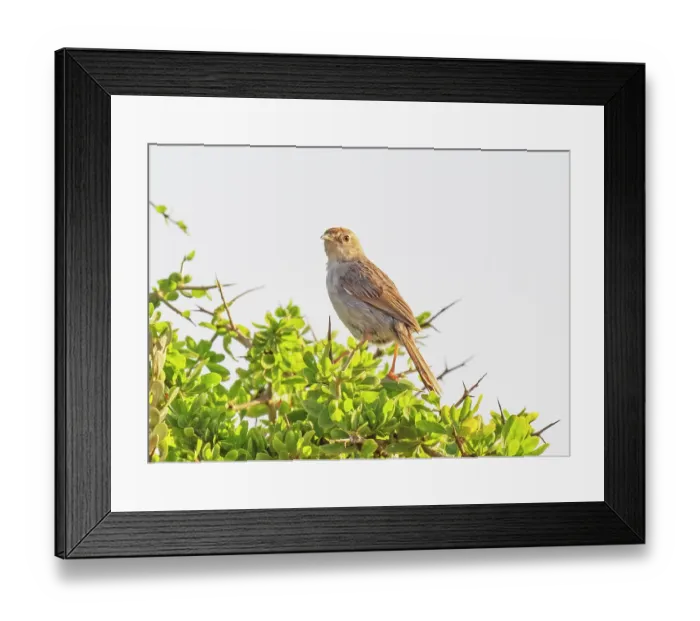 Framed Print : Neddicky (Cisticola fulvicapilla) perched in bush over its breeding territory, Stellenbosch Sewerage Farm, Cape Town, South Africa Framed Print : Neddicky (Cisticola fulvicapilla) perched in bush over its breeding territory, Stellenbosch Sewerage Farm, Cape Town, South Africa