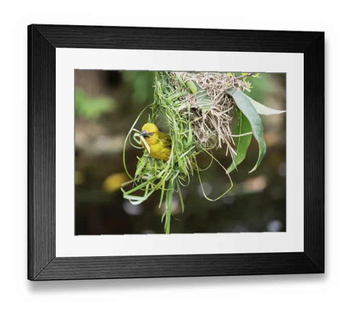 Framed Print : RF - Cape weaver (Ploceus capensis) male, weaving grass stems into its nest, Breeda Trading Post, Malgas, Cape Province, South Africa Framed Print : RF - Cape weaver (Ploceus capensis) male, weaving grass stems into its nest, Breeda Trading Post, Malgas, Cape Province, South Africa
