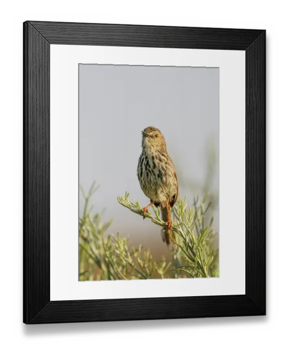 Framed Print : Cloud cisticola (Cisticola textrix) male, perched on a twig over breeding territory, singing, West Coast National Park, Langebaan, Cape Province, South Africa Framed Print : Cloud cisticola (Cisticola textrix) male, perched on a twig over breeding territory, singing, West Coast National Park, Langebaan, Cape Province, South Africa