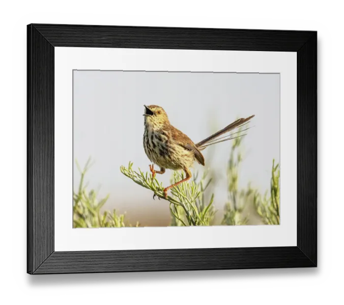 Framed Print : Cloud cisticola (Cisticola textrix) male, perched on a twig over breeding territory, singing, West Coast National Park, Langebaan, Cape Province, South Africa Framed Print : Cloud cisticola (Cisticola textrix) male, perched on a twig over breeding territory, singing, West Coast National Park, Langebaan, Cape Province, South Africa