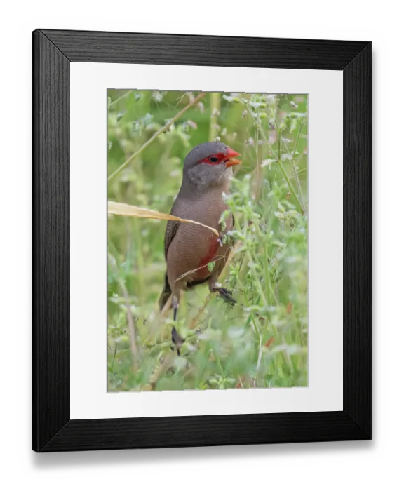 Framed Print : Common waxbill (Estrilda astrild) male, feeding on seed heads, Kirstenbosch Botanical Gardens, Cape Town, South Africa Framed Print : Common waxbill (Estrilda astrild) male, feeding on seed heads, Kirstenbosch Botanical Gardens, Cape Town, South Africa