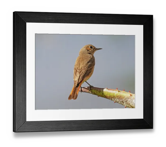 Framed Print : Common redstart (Phoenicurus phoenicurus) female, perched on a cactus spike, Malgas, Cape Province, South Africa Framed Print : Common redstart (Phoenicurus phoenicurus) female, perched on a cactus spike, Malgas, Cape Province, South Africa