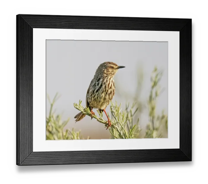 Framed Print : Cloud cisticola (Cisticola textrix) male, perched on a twig over breeding territory, West Coast National Park, Langebaan, Cape Province, South Africa Framed Print : Cloud cisticola (Cisticola textrix) male, perched on a twig over breeding territory, West Coast National Park, Langebaan, Cape Province, South Africa