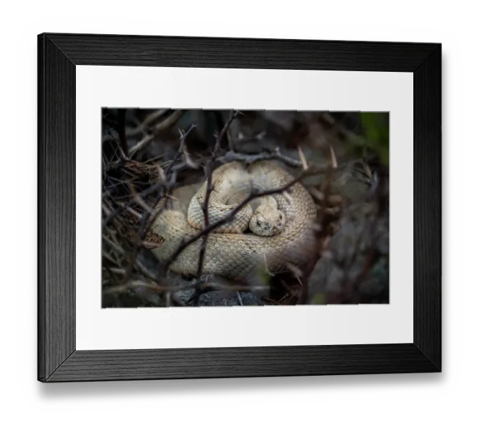Framed Print : Aruba Island rattlesnake (Crotalus unicolor) coiled up, portrait, Arikok National Park, Aruba