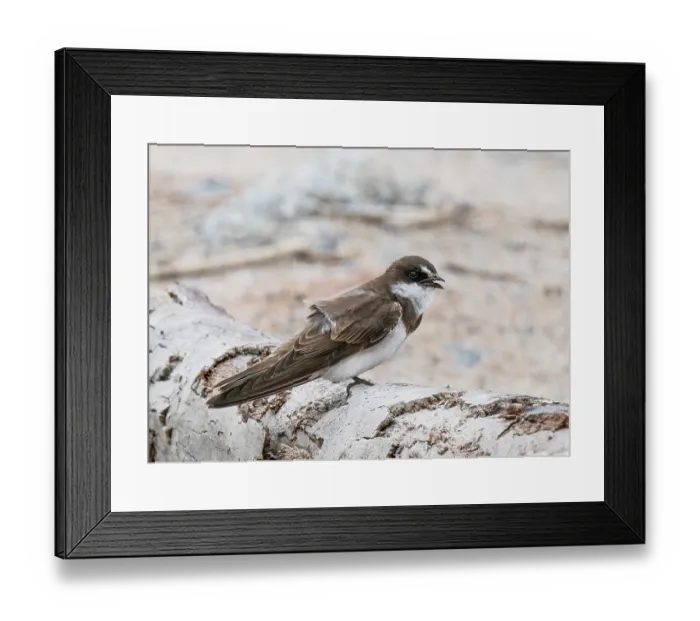 Framed Print : Banded martin (Neophedina cincta) perched on a log, calling, Berg River, Langebaan, Cape Province, South Africa Framed Print : Banded martin (Neophedina cincta) perched on a log, calling, Berg River, Langebaan, Cape Province, South Africa