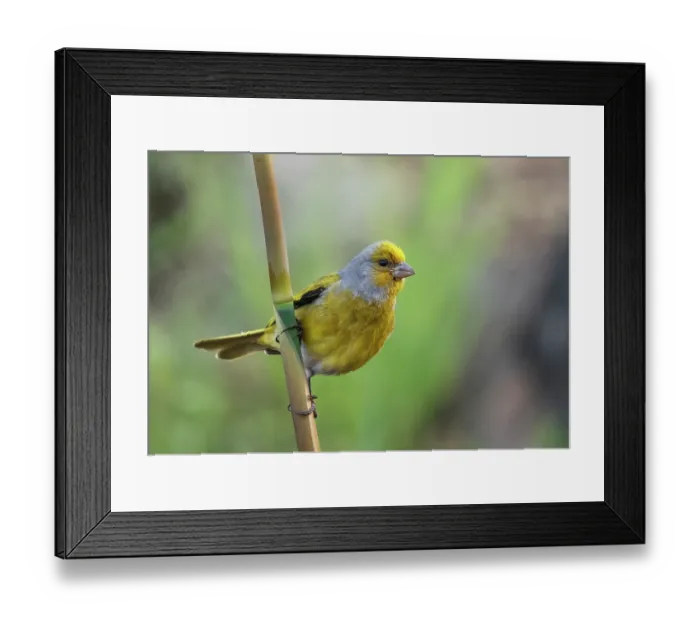 Framed Print : Cape canary (Serinus canicollis) male, perched on a cane, Kirstenbosch Botanical Gardens, Cape Town, South Africa Framed Print : Cape canary (Serinus canicollis) male, perched on a cane, Kirstenbosch Botanical Gardens, Cape Town, South Africa