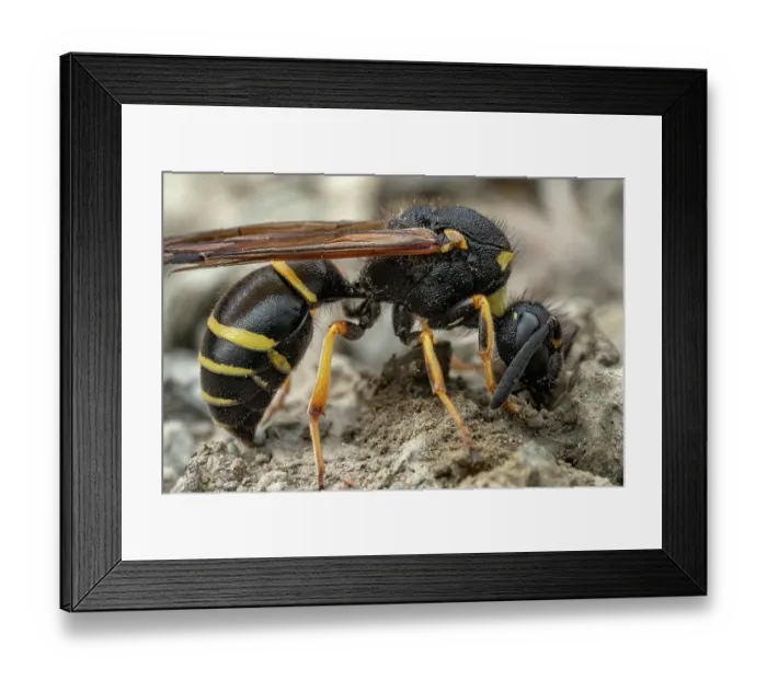 Framed Print : Potter wasp (Odynerus spinipes) building a nest in soil, Lucerne, Switzerland. June Framed Print : Potter wasp (Odynerus spinipes) building a nest in soil, Lucerne, Switzerland. June