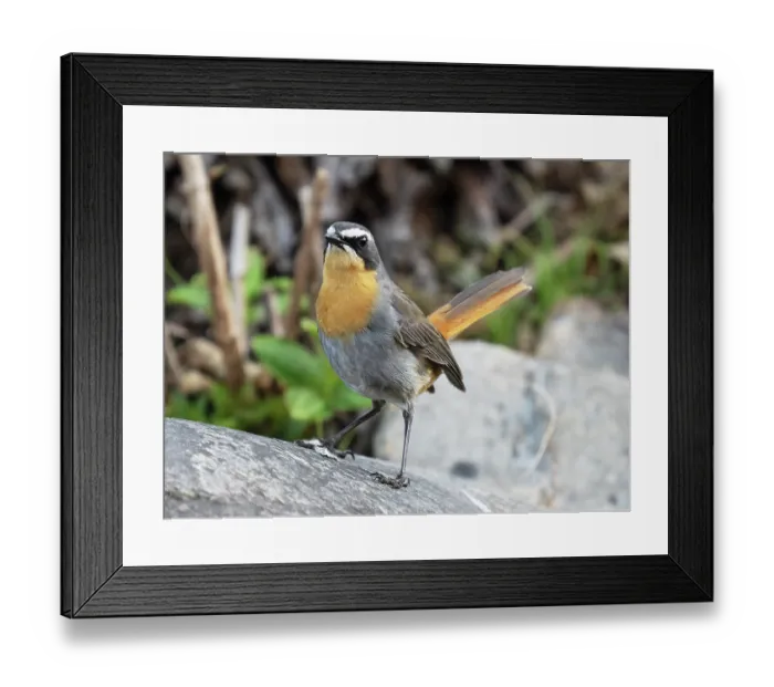 Framed Print : Cape robin-chat (Dessonornis caffer) perched on a boulder displaying, Kirstenbosch Botanical Gardens, Cape Town, South Africa Framed Print : Cape robin-chat (Dessonornis caffer) perched on a boulder displaying, Kirstenbosch Botanical Gardens, Cape Town, South Africa