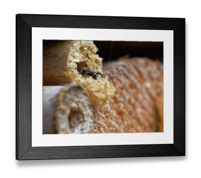 Framed Print : Pale-footed black wasp (Psenulus pallipes) an aphid-hunting crabronid wasp, excavating nest in an insect hotel, Wiltshire, UK. August Framed Print : Pale-footed black wasp (Psenulus pallipes) an aphid-hunting crabronid wasp, excavating nest in an insect hotel, Wiltshire, UK. August