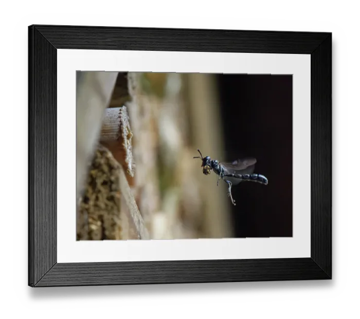 Framed Print : Club-horned wood borer wasp (Trypoxylon clavicerum) flying towards burrow in an insect hotel with a ball of mud held in its front legs to seal the entrance, Wiltshire, UK. July Framed Print : Club-horned wood borer wasp (Trypoxylon clavicerum) flying towards burrow in an insect hotel with a ball of mud held in its front legs to seal the entrance, Wiltshire, UK. July
