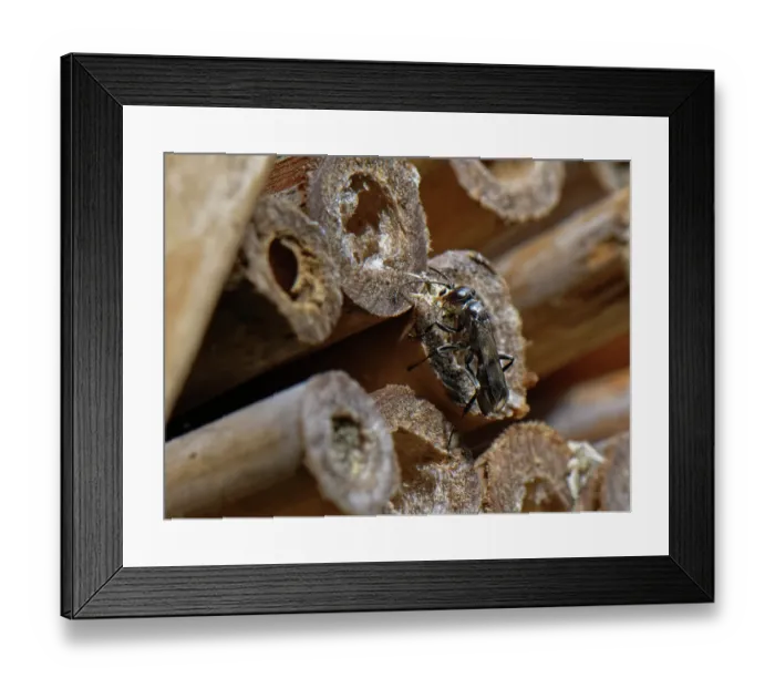 Framed Print : Spider hunting wasp (Dipogon subintermedius) female, carrying wood shavings in its jaws to seal its nest in an insect hotel, Wiltshire, England, UK. July