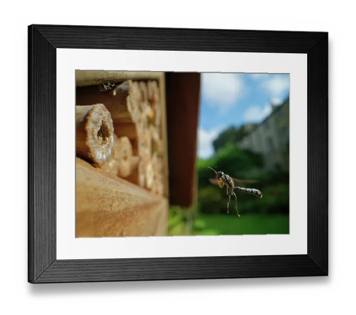 Framed Print : Club-horned wood borer wasp (Trypoxylon clavicerum) flying towards burrow in an insect hotel with a ball of mud held in its front legs to seal the entrance, Wiltshire, UK. July Framed Print : Club-horned wood borer wasp (Trypoxylon clavicerum) flying towards burrow in an insect hotel with a ball of mud held in its front legs to seal the entrance, Wiltshire, UK. July