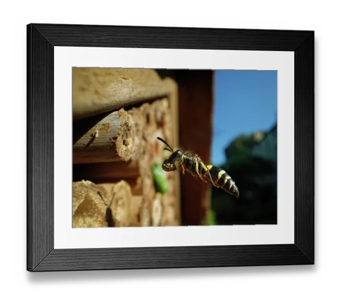 Framed Print : Mason wasp / Potter wasp (Ancistrocerus sp.) flying towards nest hole in an insect hotel with a ball of mud in its jaws to seal a nest cell with, Wiltshire garden, UK. July Framed Print : Mason wasp / Potter wasp (Ancistrocerus sp.) flying towards nest hole in an insect hotel with a ball of mud in its jaws to seal a nest cell with, Wiltshire garden, UK. July