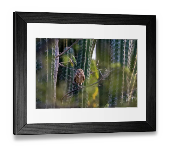 Framed Print : Aruban burrowing owl (Athene cunicularia arubensis) perched on top of cactus, Aruba Framed Print : Aruban burrowing owl (Athene cunicularia arubensis) perched on top of cactus, Aruba
