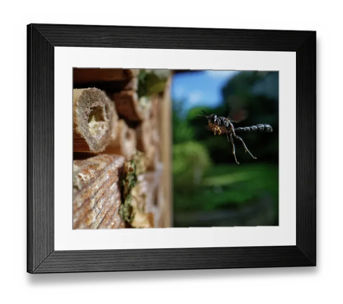 Framed Print : Club-horned wood borer wasp (Trypoxylon clavicerum) flying towards burrow in an insect hotel with a ball of mud held in its front legs to seal the entrance, Wiltshire, UK. July Framed Print : Club-horned wood borer wasp (Trypoxylon clavicerum) flying towards burrow in an insect hotel with a ball of mud held in its front legs to seal the entrance, Wiltshire, UK. July