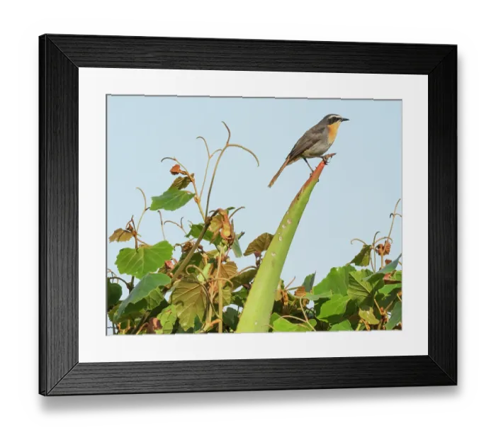 Framed Print : Cape robin-chat (Dessonornis caffer) male, perched on a cactus spike, Kirstenbosch Botanical Gardens, Cape Town, South Africa Framed Print : Cape robin-chat (Dessonornis caffer) male, perched on a cactus spike, Kirstenbosch Botanical Gardens, Cape Town, South Africa