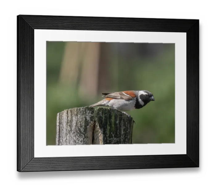 Framed Print : Cape sparrow (Passer melanurus) male, perched on a wooden post, West Coast National Park, Langebaan, Cape Province, South Africa