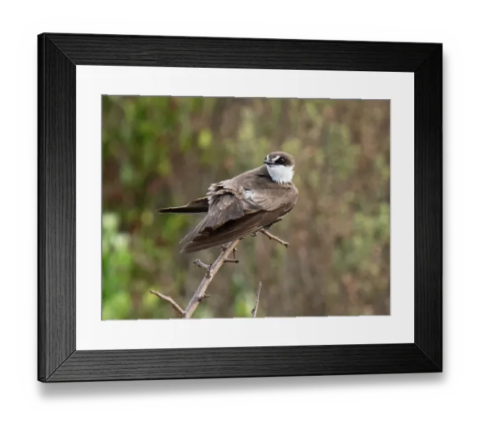 Framed Print : Banded martin (Neophedina cincta) perched on a branch, Berg River, Langebaan, Cape Province, South Africa Framed Print : Banded martin (Neophedina cincta) perched on a branch, Berg River, Langebaan, Cape Province, South Africa