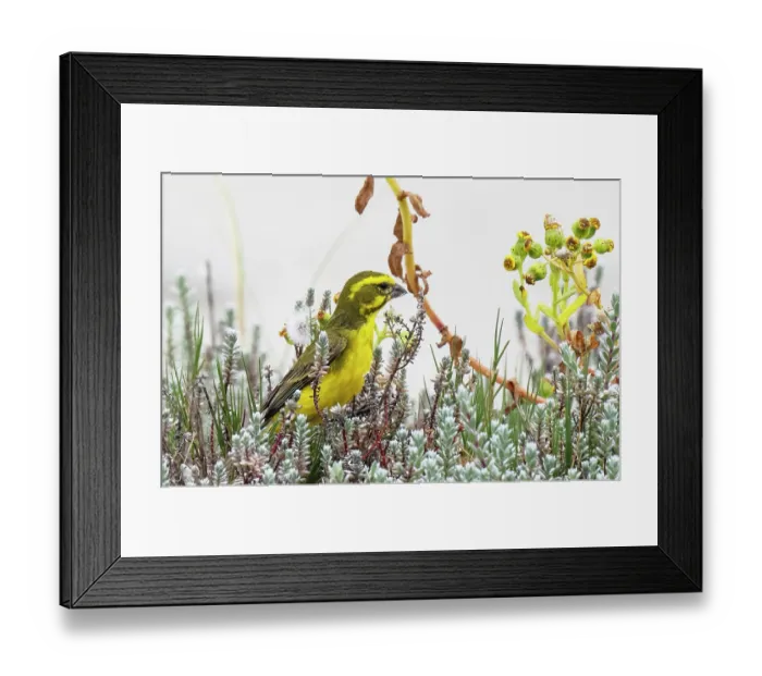 Framed Print : Brimstone canary (Crithagra sulphurata) male, feeding on seeding weeds in coastal scrub, West Coast National Park, Langebaan, Cape Province, South Africa Framed Print : Brimstone canary (Crithagra sulphurata) male, feeding on seeding weeds in coastal scrub, West Coast National Park, Langebaan, Cape Province, South Africa