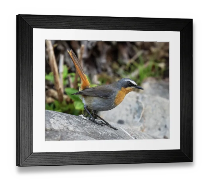 Framed Print : Cape robin-chat (Dessonornis caffer) perched on a boulder displaying, Kirstenbosch Botanical Gardens, Cape Town, South Africa Framed Print : Cape robin-chat (Dessonornis caffer) perched on a boulder displaying, Kirstenbosch Botanical Gardens, Cape Town, South Africa