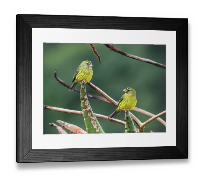Framed Print : Forest canaries (Crithagra scotops) pair perched on a cactus, Kirstenbosch Botanical Gardens, Cape Town, South Africa Framed Print : Forest canaries (Crithagra scotops) pair perched on a cactus, Kirstenbosch Botanical Gardens, Cape Town, South Africa