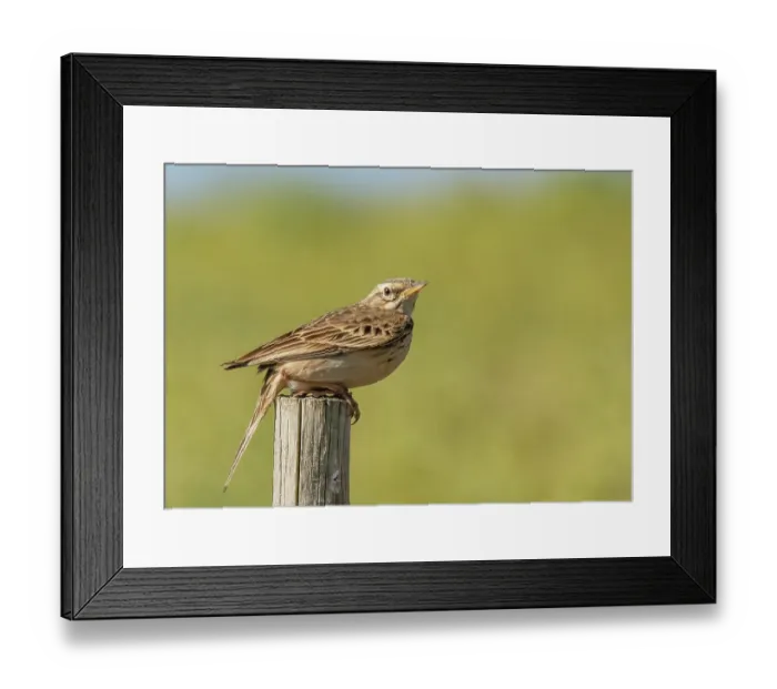 Framed Print : Afrcan pipit (Anthus cinnamomeus) perched on a fence post, De Hoop Nature Reserve, Malgas, Cape Province, South Africa Framed Print : Afrcan pipit (Anthus cinnamomeus) perched on a fence post, De Hoop Nature Reserve, Malgas, Cape Province, South Africa