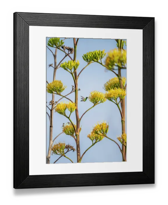 Framed Print : Blue-tailed emerald (Chlorostilbon mellisugus) feeding on Caribbean agave (Agave vivipara) flowers, Arikok National Park, Aruba Framed Print : Blue-tailed emerald (Chlorostilbon mellisugus) feeding on Caribbean agave (Agave vivipara) flowers, Arikok National Park, Aruba