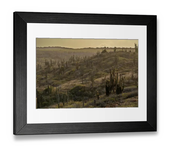 Framed Print : Cacti and vegetation in desert landscape at sunset, Arikok National Park, Aruba, Dutch Caribbean. March, 2024 Framed Print : Cacti and vegetation in desert landscape at sunset, Arikok National Park, Aruba, Dutch Caribbean. March, 2024