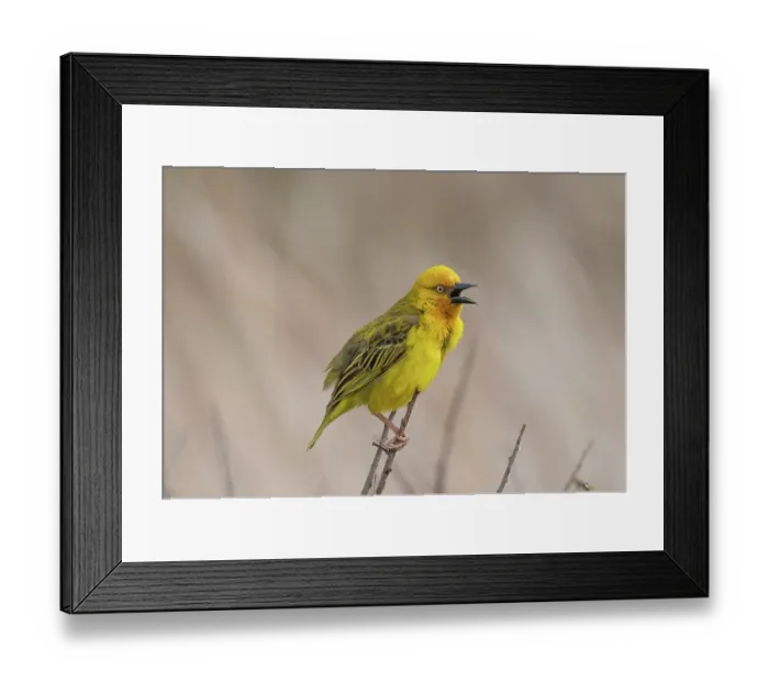 Framed Print : Cape weaver (Ploceus capensis) male, perched on branch singing, West Coast National Park, Langebaan, Cape Province, South Africa Framed Print : Cape weaver (Ploceus capensis) male, perched on branch singing, West Coast National Park, Langebaan, Cape Province, South Africa