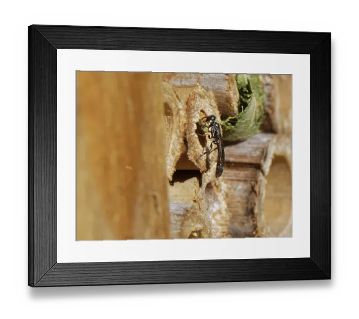 Framed Print : Club-horned wood borer wasp (Trypoxylon clavicerum) at entrance to burrow in insect hotel with a ball of mud held in front legs to seal the entrance, Wiltshire, UK. July Framed Print : Club-horned wood borer wasp (Trypoxylon clavicerum) at entrance to burrow in insect hotel with a ball of mud held in front legs to seal the entrance, Wiltshire, UK. July