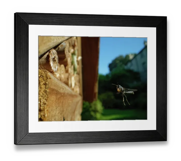 Framed Print : Club-horned wood borer wasp (Trypoxylon clavicerum) flying towards burrow in an insect hotel with a ball of mud held in its front legs to seal the entrance, Wiltshire, UK. July Framed Print : Club-horned wood borer wasp (Trypoxylon clavicerum) flying towards burrow in an insect hotel with a ball of mud held in its front legs to seal the entrance, Wiltshire, UK. July