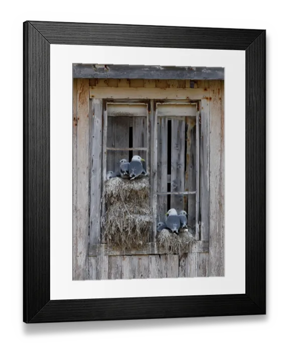 Framed Print : RF - Kittiwakes (Rissa tridactyla) nesting on a window in the city, Kiberg, Norway. July. (This image may be licensed either as rights managed or royalty free.) Framed Print : RF - Kittiwakes (Rissa tridactyla) nesting on a window in the city, Kiberg, Norway. July. (This image may be licensed either as rights managed or royalty free.)
