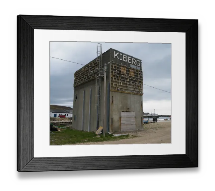Framed Print : Black-legged kittiwakes (Rissa tridactyla) nesting colony at the Kiberg Kittiwake Hotel, a purpose built structure, complete with neon sign, Kiberg harbour, Varanger Fjord Framed Print : Black-legged kittiwakes (Rissa tridactyla) nesting colony at the Kiberg Kittiwake Hotel, a purpose built structure, complete with neon sign, Kiberg harbour, Varanger Fjord