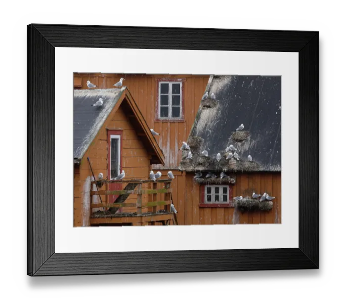 Framed Print : Kittiwakes (Rissa tridactyla) nesting on a house, Vardo, Norway. July Framed Print : Kittiwakes (Rissa tridactyla) nesting on a house, Vardo, Norway. July