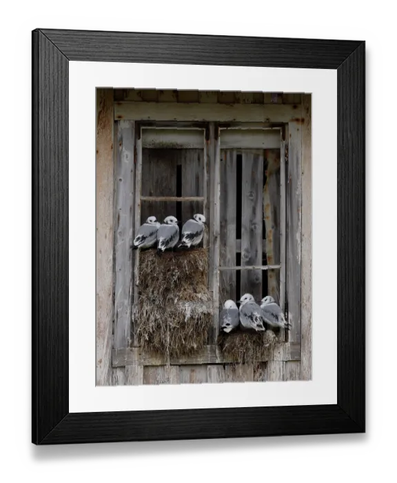 Framed Print : Kittiwakes (Rissa tridactyla) nesting on a window in the city, Kiberg, Norway. July Framed Print : Kittiwakes (Rissa tridactyla) nesting on a window in the city, Kiberg, Norway. July