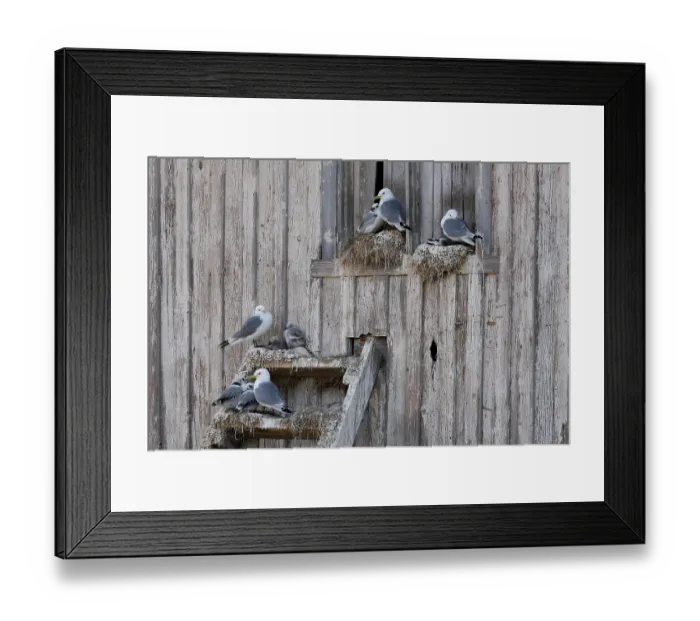Framed Print : Kittiwakes (Rissa tridactyla) nesting on an old wooden house in the city, Kiberg, Norway. July Framed Print : Kittiwakes (Rissa tridactyla) nesting on an old wooden house in the city, Kiberg, Norway. July