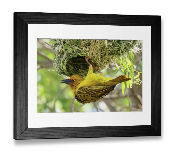 Framed Print : Cape weaver (Ploceus capensis) male displaying, calling and hanging down from nest, Malgas, Cape Province, South Africa Framed Print : Cape weaver (Ploceus capensis) male displaying, calling and hanging down from nest, Malgas, Cape Province, South Africa