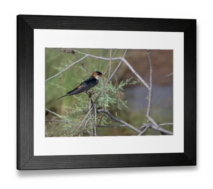 Framed Print : Mosque swallow (Cecropis senegalensis) perched on branch with mud in the beak for building nest, Kaur Wetlands, The Gambia Framed Print : Mosque swallow (Cecropis senegalensis) perched on branch with mud in the beak for building nest, Kaur Wetlands, The Gambia