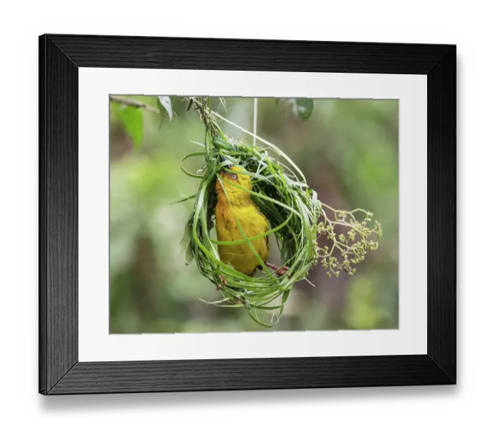 Framed Print : Cape weaver (Ploceus capensis) male weaving grass into the early stage of its nest, Breeda Trading Post, Malgas, Cape Province, South Africa Framed Print : Cape weaver (Ploceus capensis) male weaving grass into the early stage of its nest, Breeda Trading Post, Malgas, Cape Province, South Africa