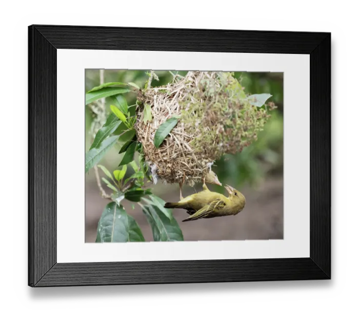 Framed Print : Cape weaver (Ploceus capensis) female, feeding well fledged chick at the entrance to the nest, Breeda Trading Post, Malgas, Cape Province, South Africa