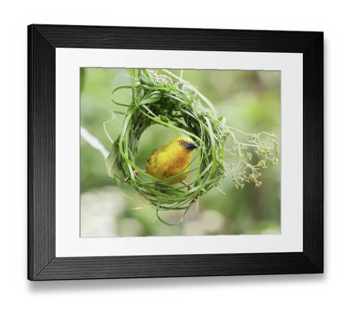 Framed Print : Cape weaver (Ploceus capensis) male weaving grass into the early stage of its nest, Breeda Trading Post, Malgas, Cape Province, South Africa