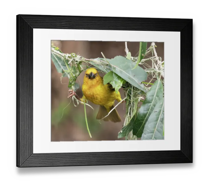 Framed Print : Cape weaver (Ploceus capensis) male balancing between the two edges of the rudimentary beginnings of its nest, Breeda Trading Post, Malgas, Cape Province, South Africa Framed Print : Cape weaver (Ploceus capensis) male balancing between the two edges of the rudimentary beginnings of its nest, Breeda Trading Post, Malgas, Cape Province, South Africa