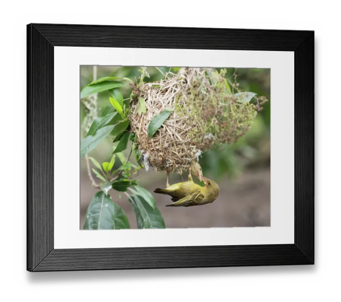 Framed Print : Cape weaver (Ploceus capensis) female, feeding well fledged chick at the entrance to the nest, Breeda Trading Post, Malgas, Cape Province, South Africa Framed Print : Cape weaver (Ploceus capensis) female, feeding well fledged chick at the entrance to the nest, Breeda Trading Post, Malgas, Cape Province, South Africa