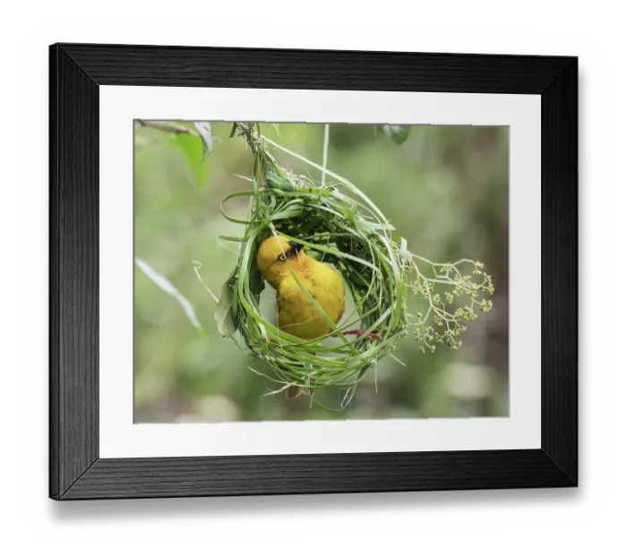 Framed Print : Cape weaver (Ploceus capensis) male weaving grass into the early stage of its nest, Breeda Trading Post, Malgas, Cape Province, South Africa Framed Print : Cape weaver (Ploceus capensis) male weaving grass into the early stage of its nest, Breeda Trading Post, Malgas, Cape Province, South Africa