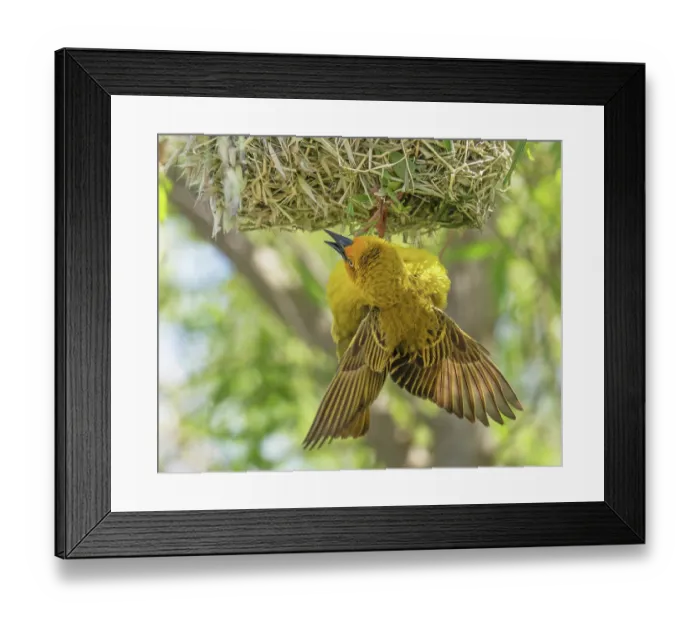 Framed Print : RF - Cape weaver (Ploceus capensis) male displaying by calling, fluttering wings and hanging down from its nest, Tide Cottage, Malgas, Cape Province, South Africa Framed Print : RF - Cape weaver (Ploceus capensis) male displaying by calling, fluttering wings and hanging down from its nest, Tide Cottage, Malgas, Cape Province, South Africa