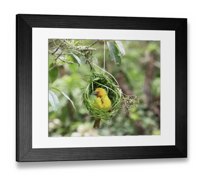 Framed Print : Cape weaver (Ploceus capensis) male looking out from the early stage of its nest, Breeda Trading Post, Malgas, Cape Province, South Africa Framed Print : Cape weaver (Ploceus capensis) male looking out from the early stage of its nest, Breeda Trading Post, Malgas, Cape Province, South Africa