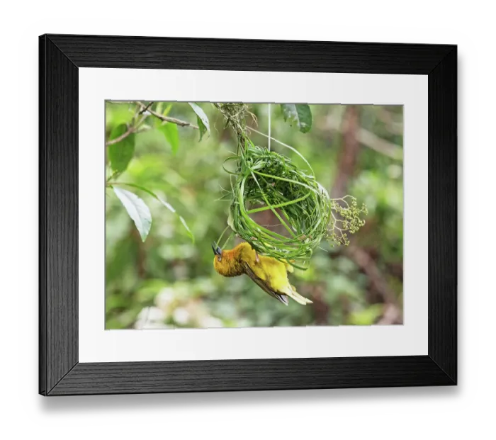 Framed Print : Cape weaver (Ploceus capensis) male weaving grass into the early stage of its nest, Breeda Trading Post, Malgas, Cape Province, South Africa